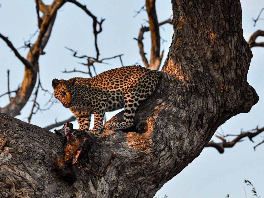 Pangolin Photo Safaris-卡萨尼必去景点