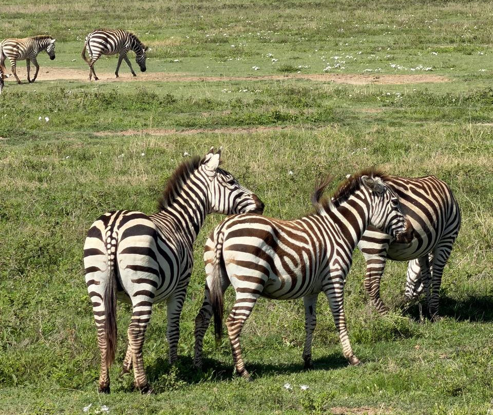 Altezza Travel-莫西必去景点