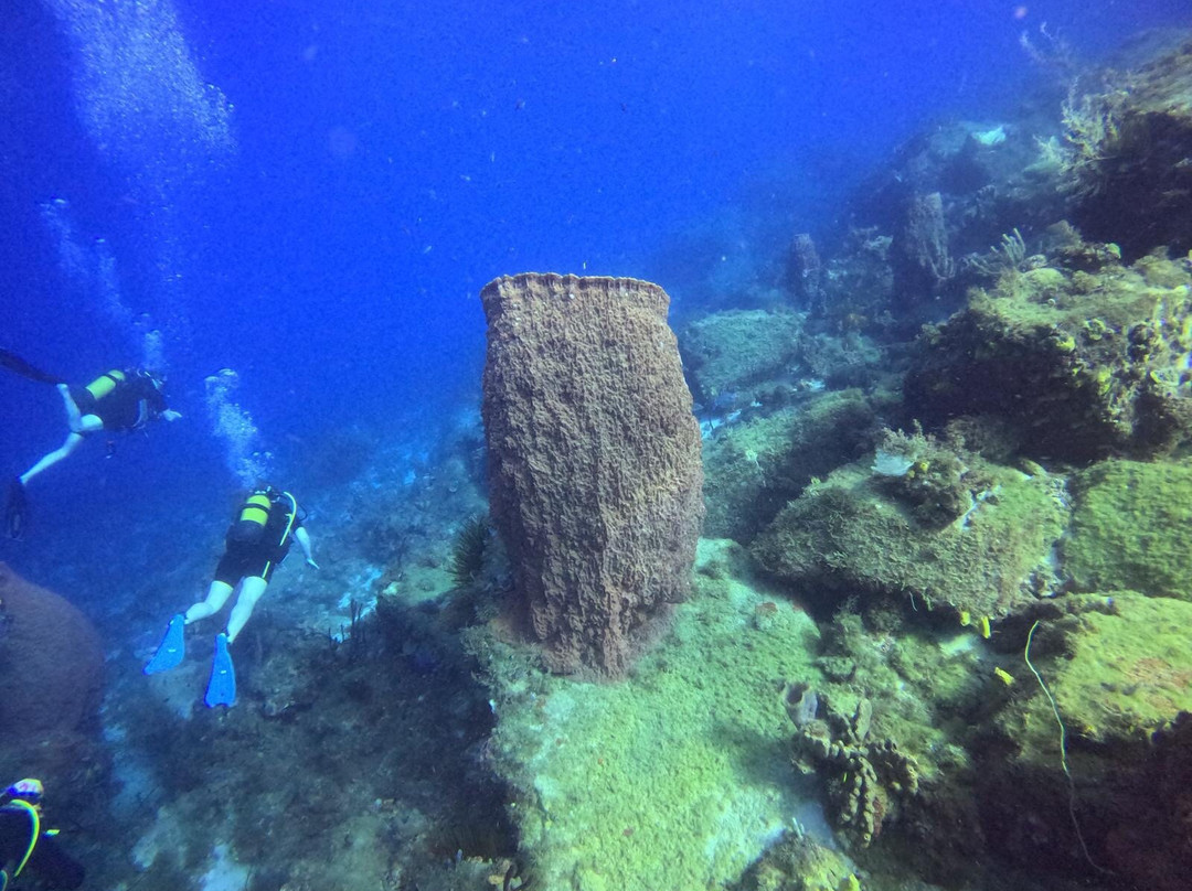 Abc Dive-Trois-Ilets必去景点