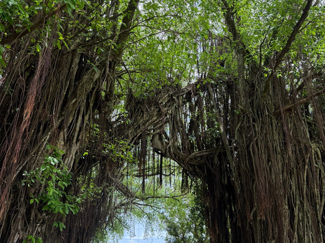 Banyan Tree Tunnel-Arutanga必去景点