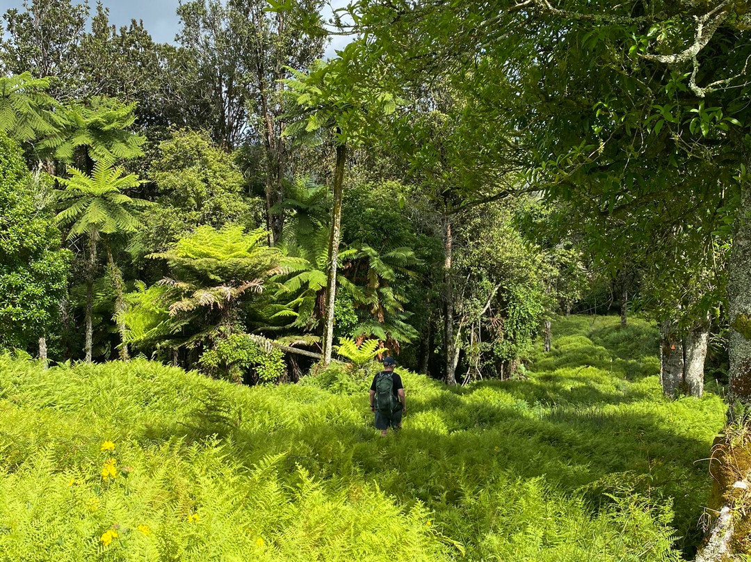 Real  Native  -  Walking Retreat-Te Awamutu必去景点