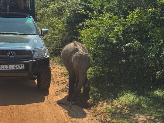 Ruwan Yala Jeep Safari-Debarawewa必去景点