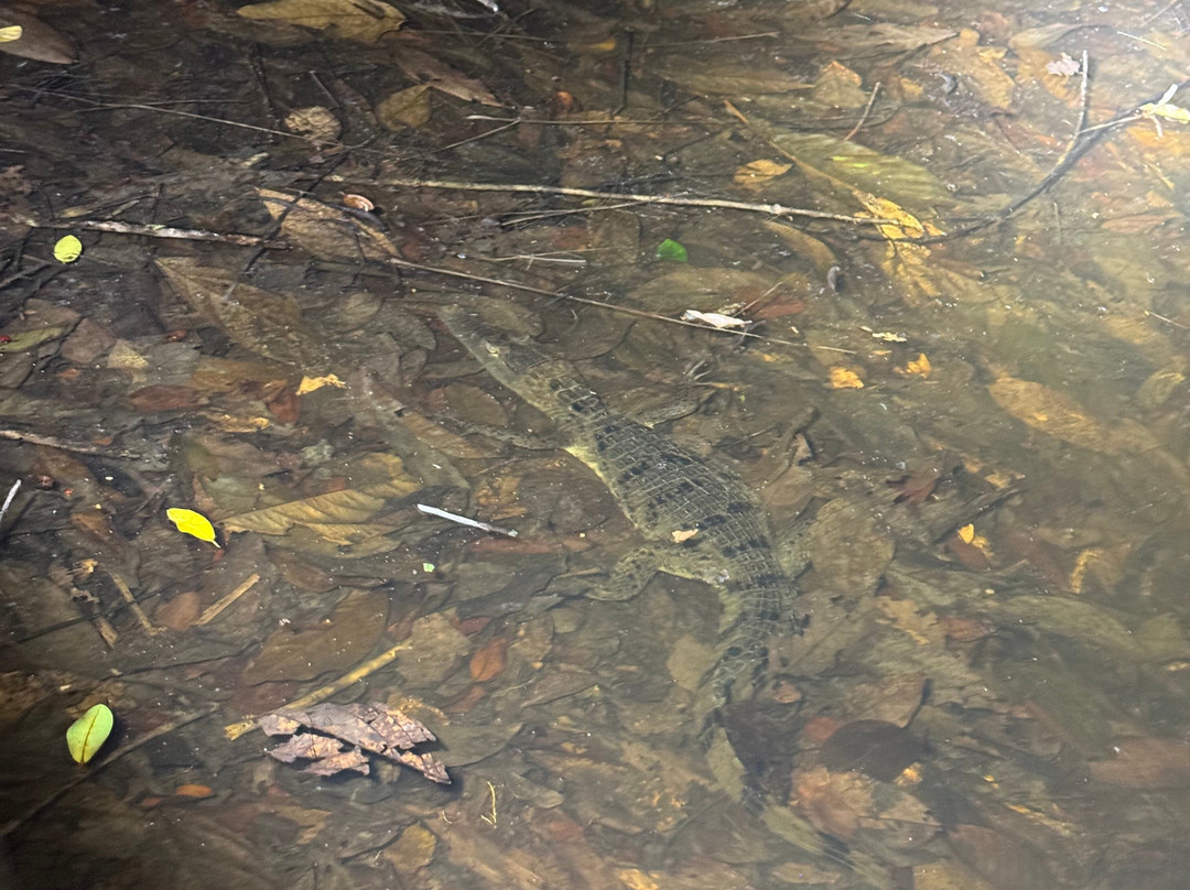 Cuyabeno Dolphin Lodge-Cuyabeno Wildlife Reserve必去景点