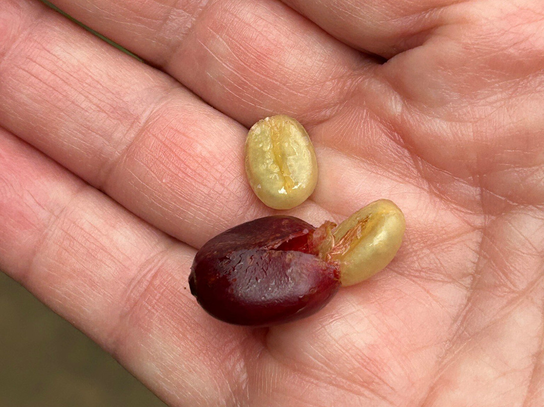 El Toledo Coffee Tour-Atenas必去景点