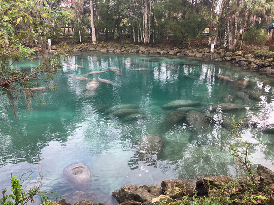 Crystal River National Wildlife Refuge-克里斯特尔里弗必去景点