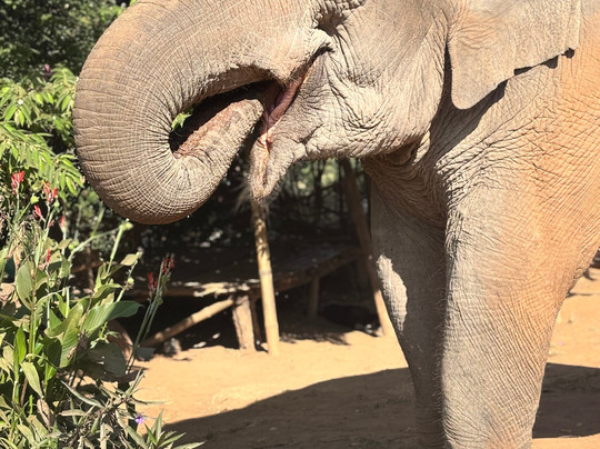 Elephant Steps Chiang Rai-清莱必去景点