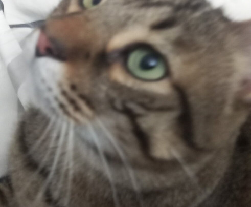 PASTELERIA CONFITERIA LOS MELGOS DE LA CAÑETA