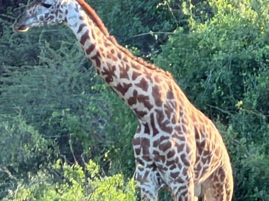 JamboJambo Safaris(Amedeo)-瓦塔木必去景点