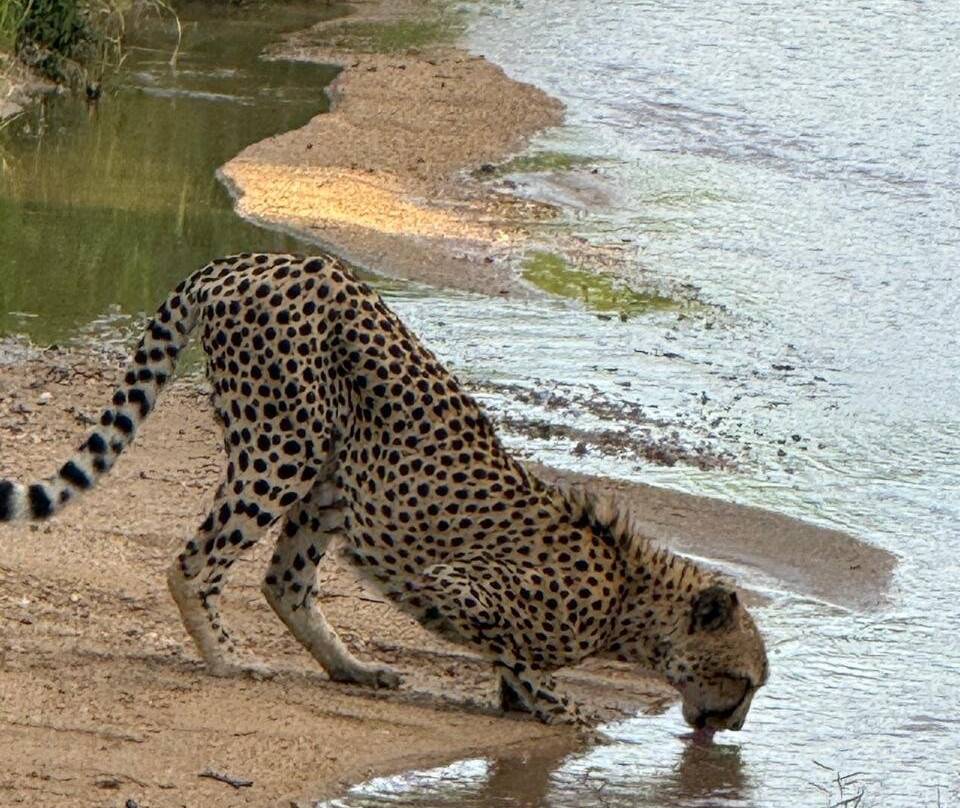Karongwe Private Reserve-霍德斯普鲁特必去景点