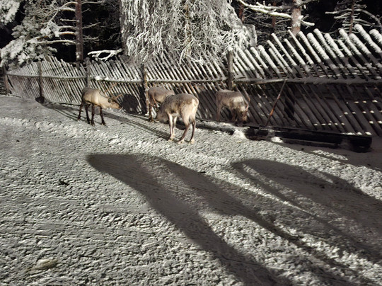 Jaakkola Reindeer Farm-Luosto必去景点