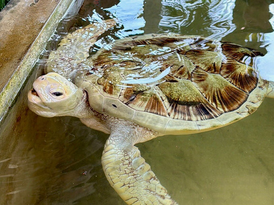 Induruwa Sea Turtle Conservation Project & Sea Turtle Information Center-因都鲁瓦必去景点