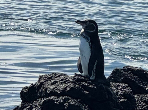 Galapagos Surf Adventure-Puerto Baquerizo Moreno必去景点