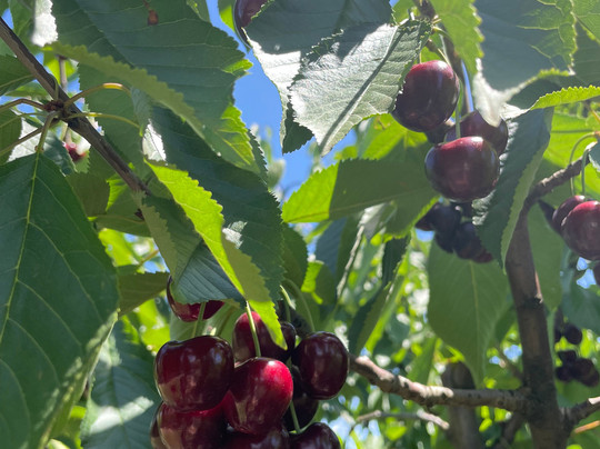 Cherryhill Orchards-Wandin East必去景点
