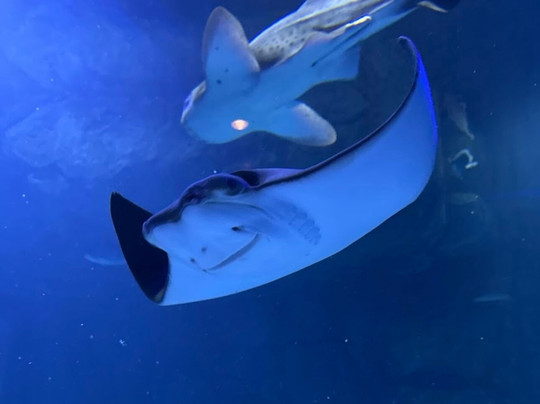 Marassi Aquarium & Underwater Zoo-Diyar Al Muharraq必去景点