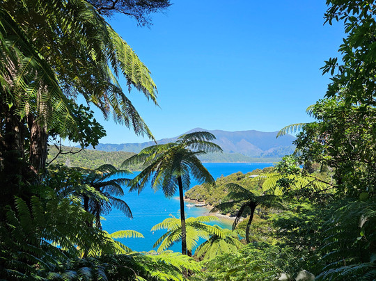 Lochmara  Marlborough Sounds-皮克顿必去景点