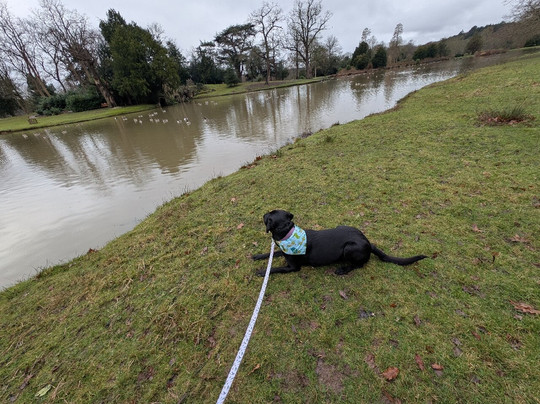 Painshill-科巴姆必去景点