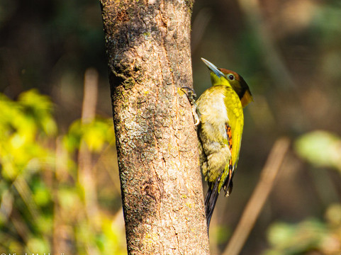 Kalagarh Tiger Reserve-Dugadda必去景点