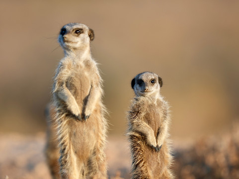 Five Shy Meerkats, Meerkat Adventure-奥兹洪必去景点