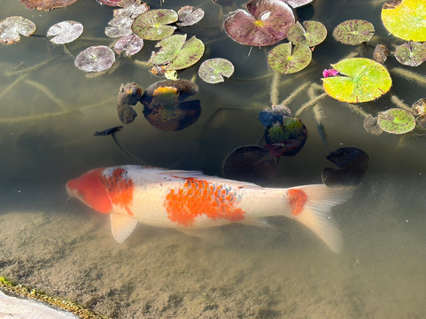 Crocoparc-阿加迪尔必去景点