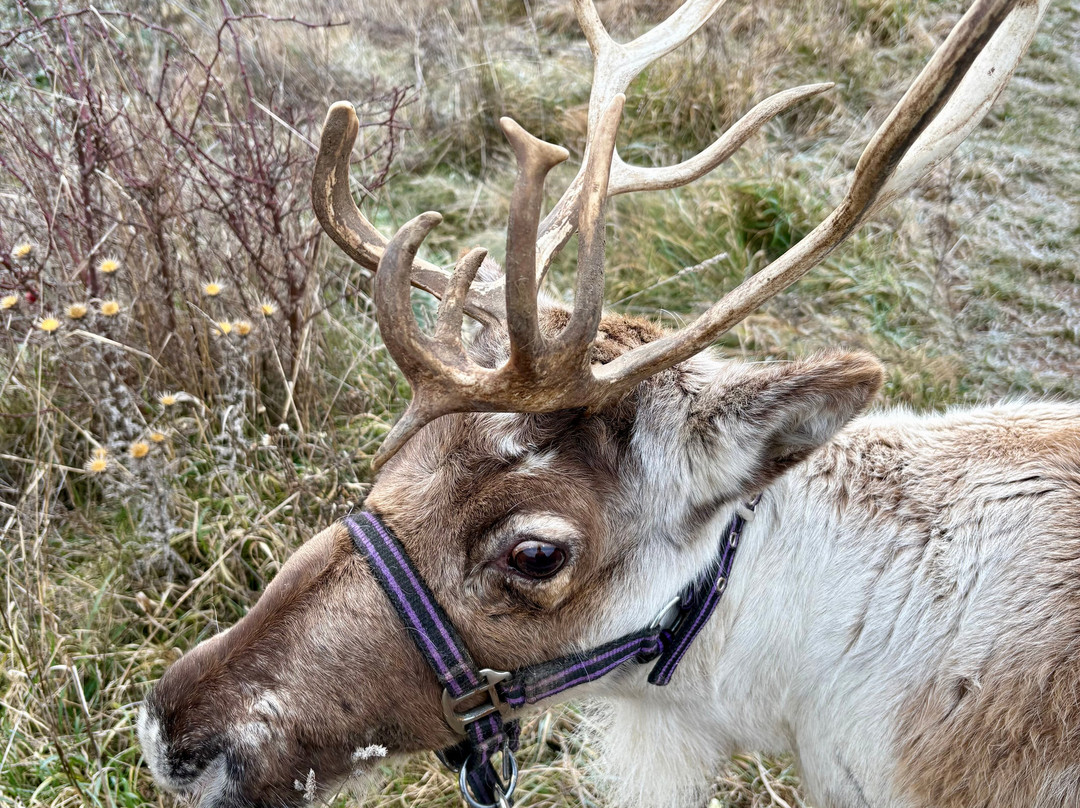 Rentieralm-Niederhausen必去景点