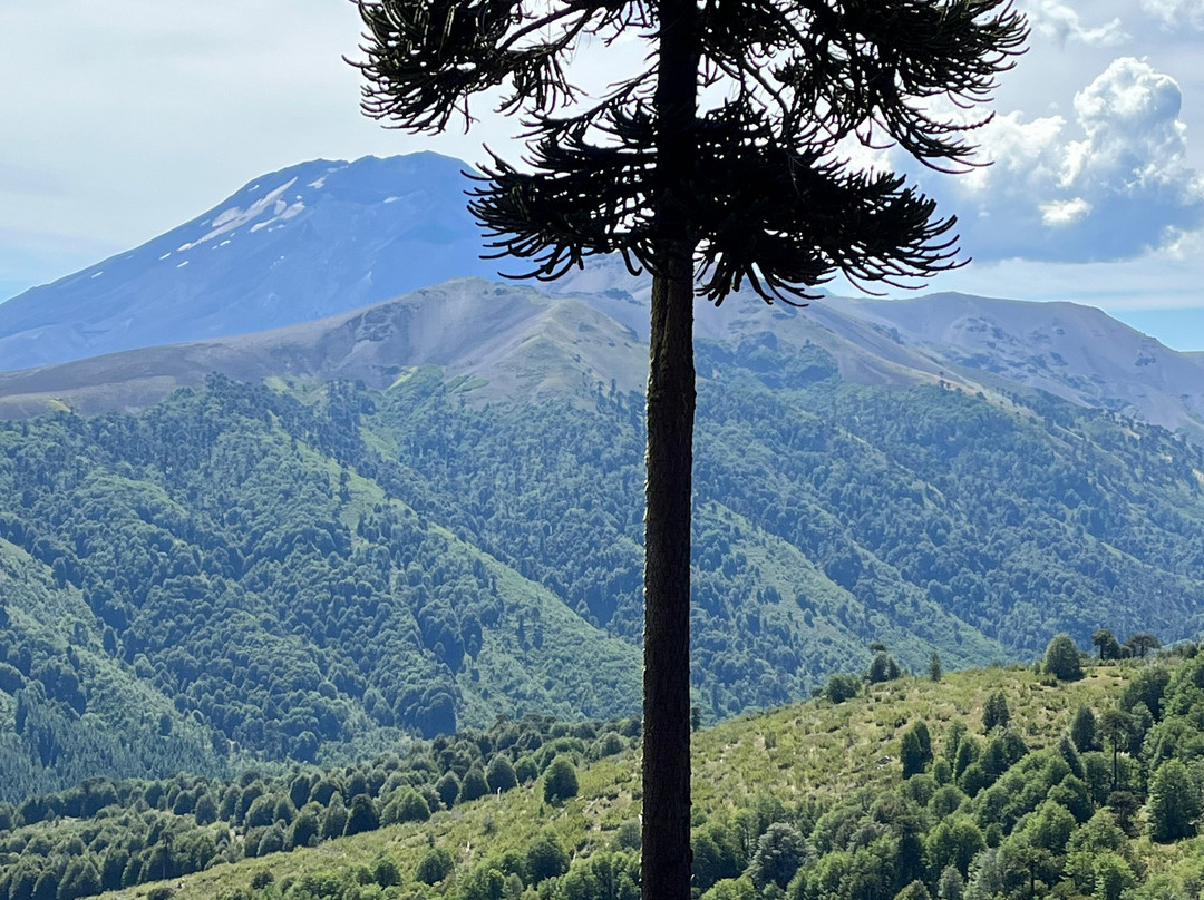 Reserva Nacional Malalcahuello - Nalcas-Malalcahuello必去景点
