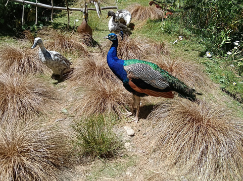 Little Paradise Dream Garden-克赖顿山必去景点