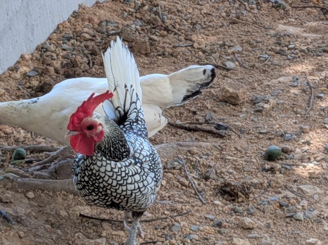 La Colina Goldmine-Abangares必去景点