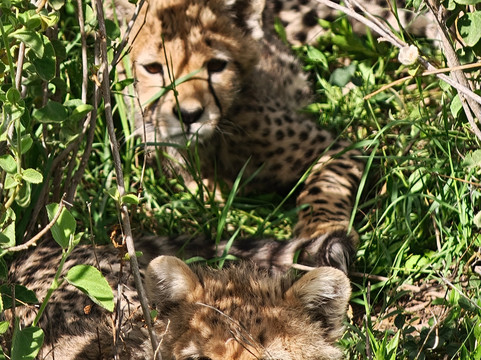 Earthlife Expeditions-阿鲁沙必去景点