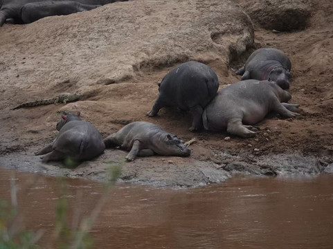 Sino Africa Safari-内罗毕必去景点