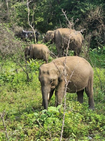 Hurulu Eco Park-哈巴拉娜必去景点