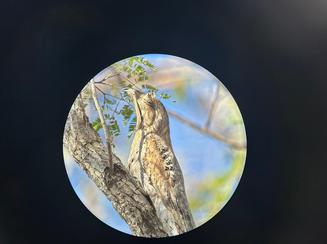 Bird Guide Cornelio-瓦图尔科必去景点
