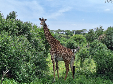 Savannah Explorers Limited-阿鲁沙必去景点