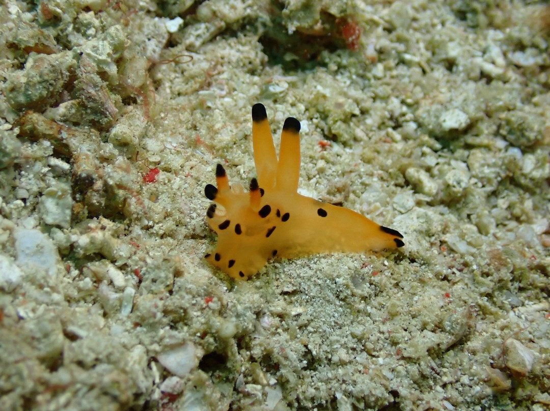 Scuba Junkie Komodo-Labuan Bajo必去景点