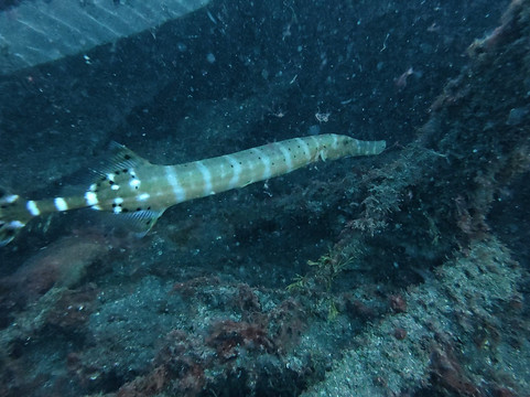 Blue Bottom Diving-奥德杰海岸必去景点