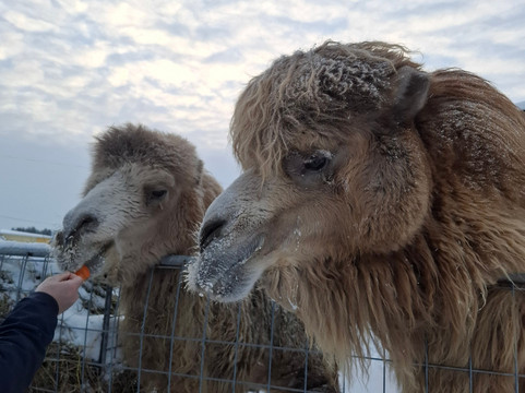 Karelian Zoo-Kirkkolakhti必去景点