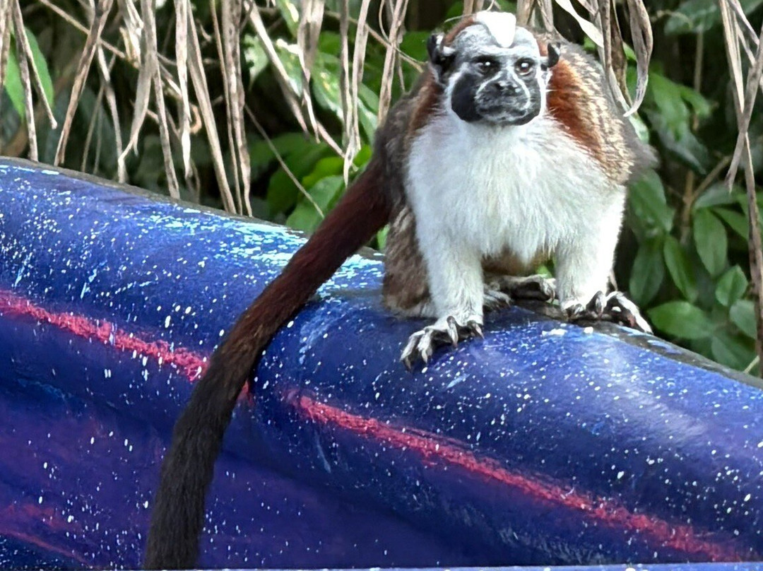 Almiza Tours by My friend Mario-巴拿马城必去景点