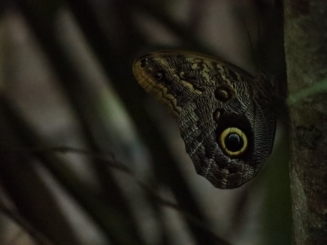 Royal Butterflies-哈科必去景点