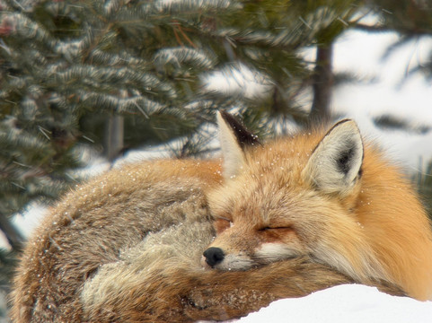 Yellowstone Wild-加德纳必去景点
