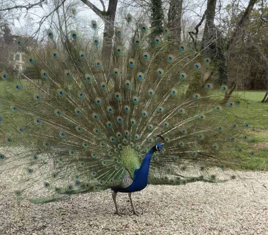 Alice au pays des Paons-阿维桑必去景点