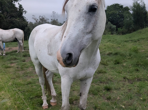 Perdepoort Horse Tails-荒野必去景点