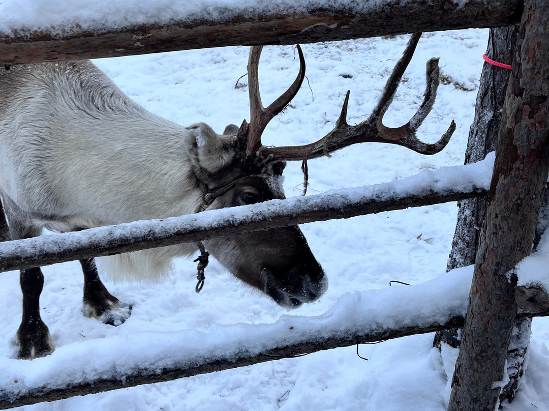 Tundra Huskies Huskyfarm-Levi必去景点