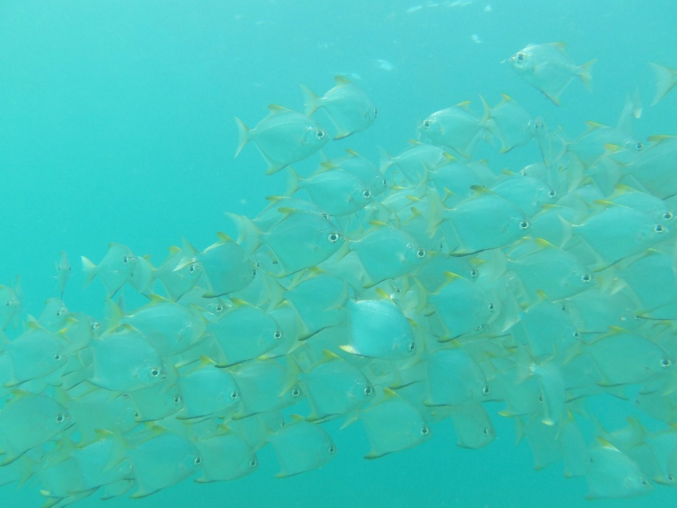 莱佛士塞舌尔酒店-泳池