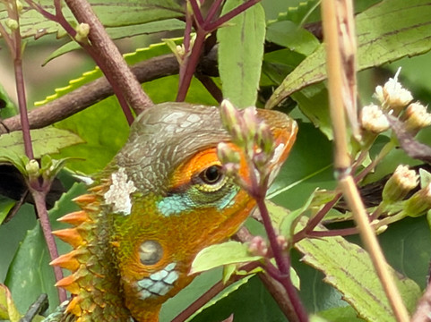 Nipuna Knuckles Trekking-康提必去景点