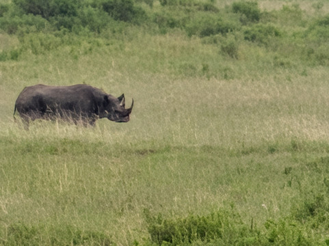 Serengeti Wakanda Tours & Safaris-阿鲁沙必去景点