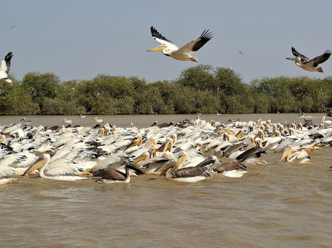 朱吉鸟类保护区-圣路易必去景点