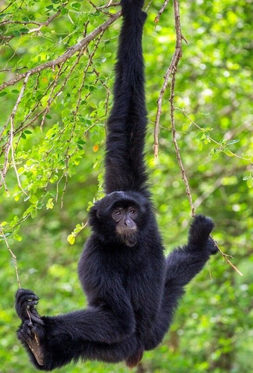 Sumatra Orangutan Tours-武吉拉旺必去景点