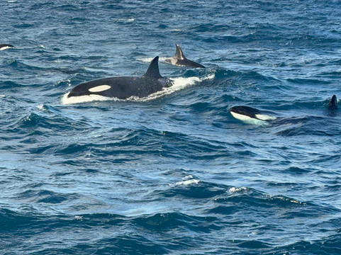 Laki Tours Whale Watching - Olafsvik-Olafsvik必去景点
