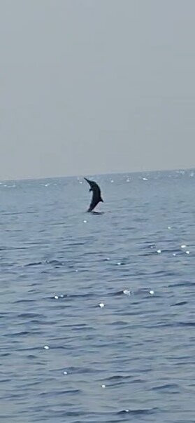 ScubaCaribe-达哈阿鲁环礁必去景点