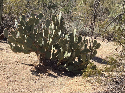 Saguaro National Park-图森必去景点