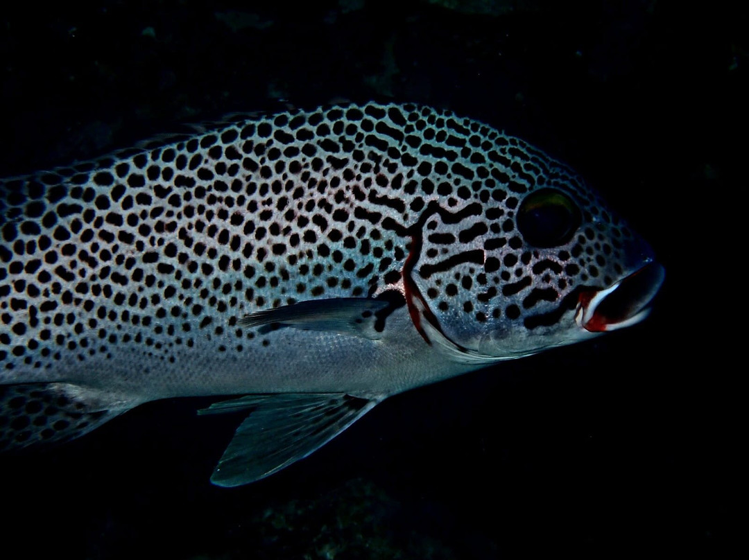 Blue Bay Divers Diving Centre-蓝湾必去景点